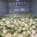 沛县有机花菜散花75天和85天上市了松花菜花型白质量好