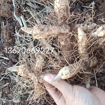 自产自销新鲜玉136竹大量7066供应9227可批发