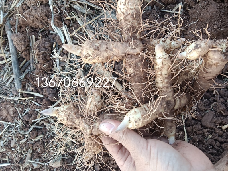 自产自销新鲜玉136竹大量7066供应9227可批发