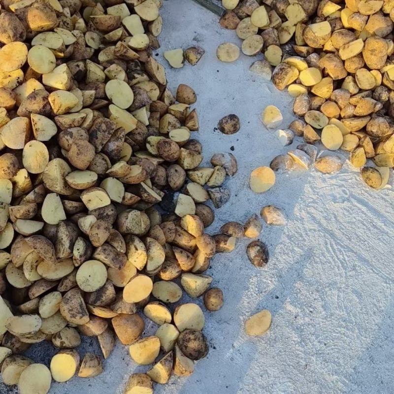 河南开封黄心土豆种子大量出售