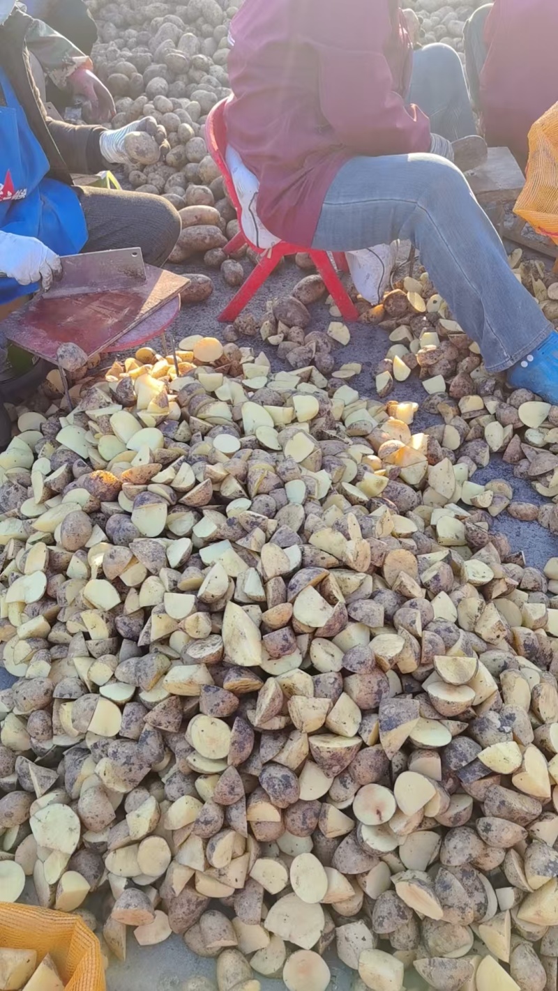 河南开封黄心土豆种子大量出售