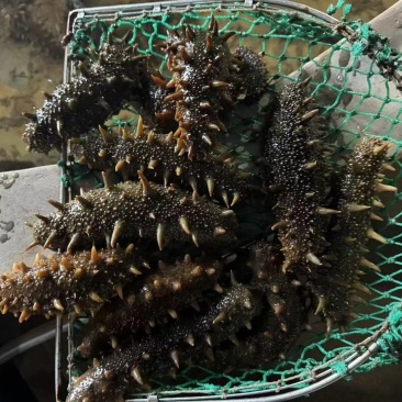原产地直发，货源充足，精品，通货均有