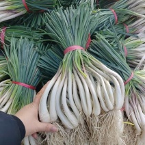 藠头