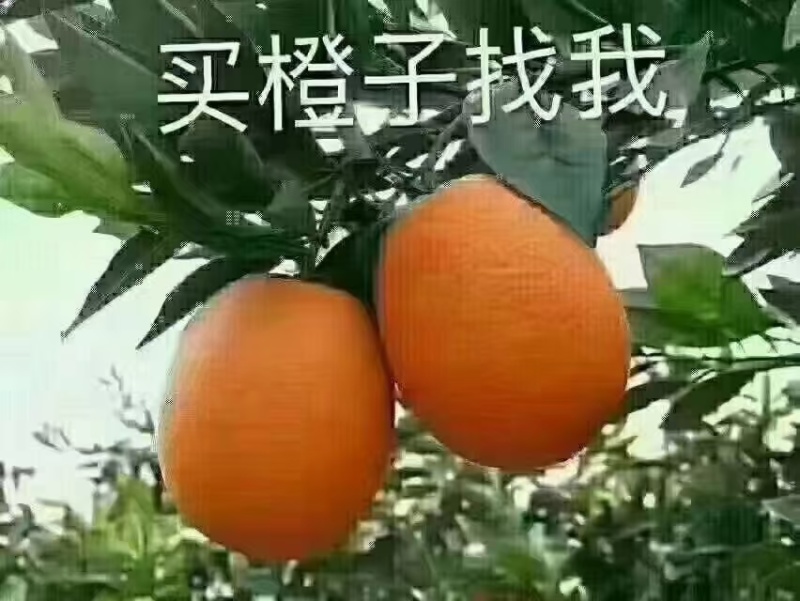 奉节脐橙