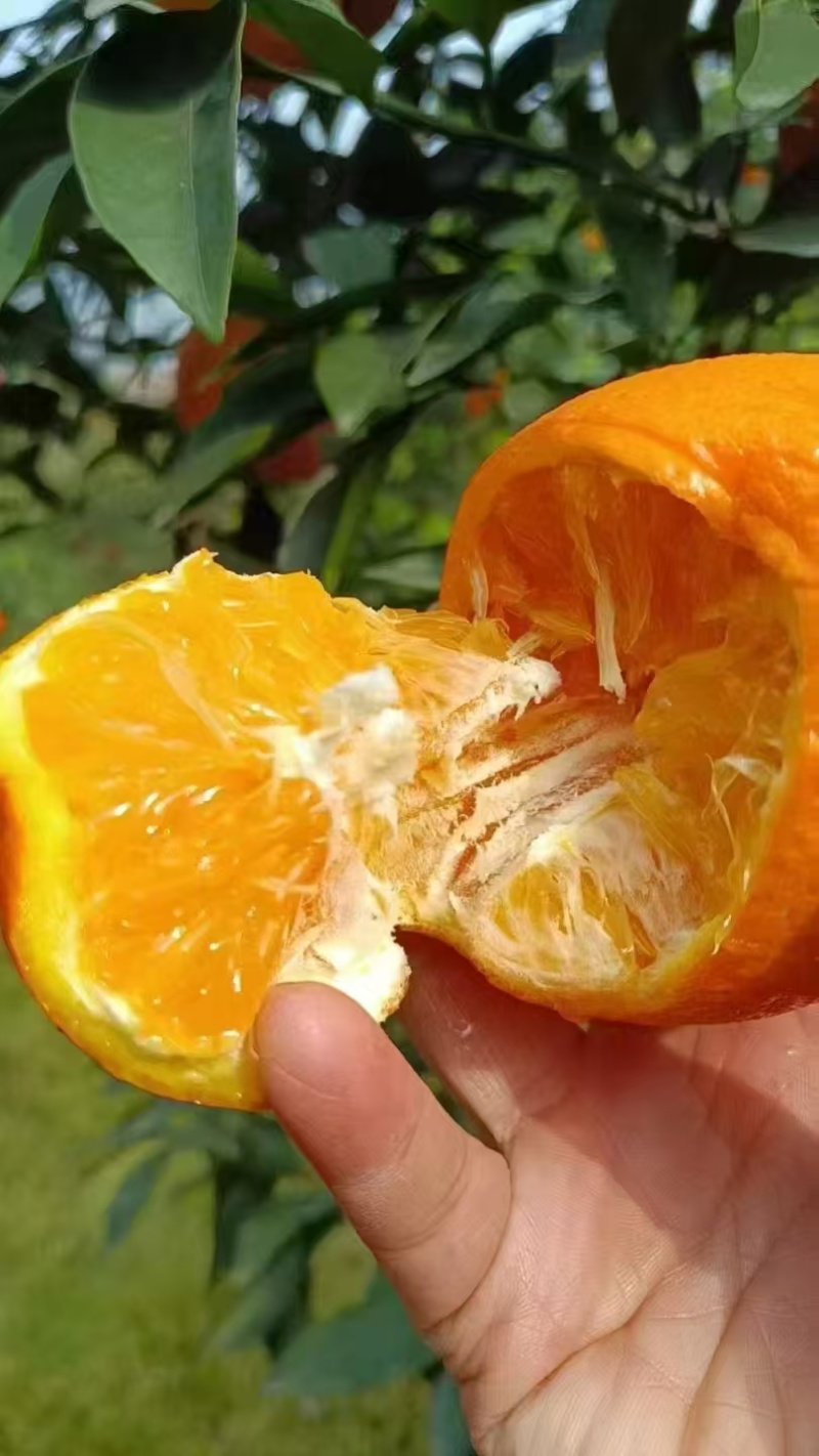 奉节脐橙