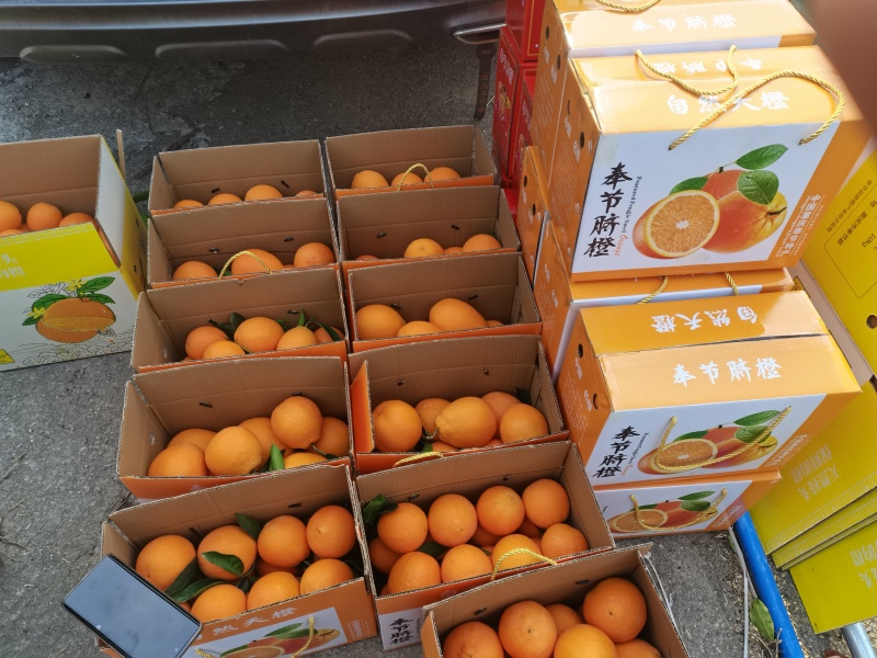 奉节脐橙
