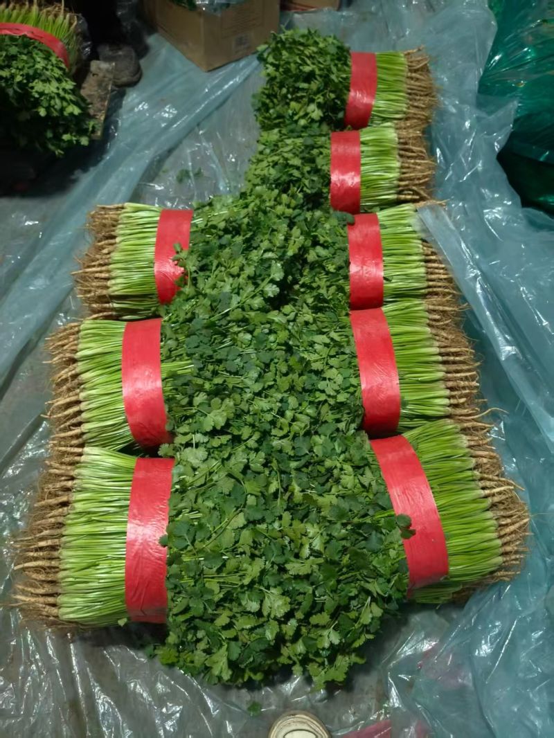 聊城铁杆青香菜，聊城香菜，精品香菜！中叶香菜