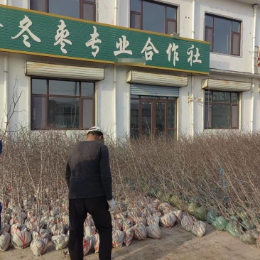 《良心老店》各种品种枣树苗提供技术指导死苗补发放心合作