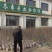 《良心老店》各种品种枣树苗提供技术指导死苗补发放心合作