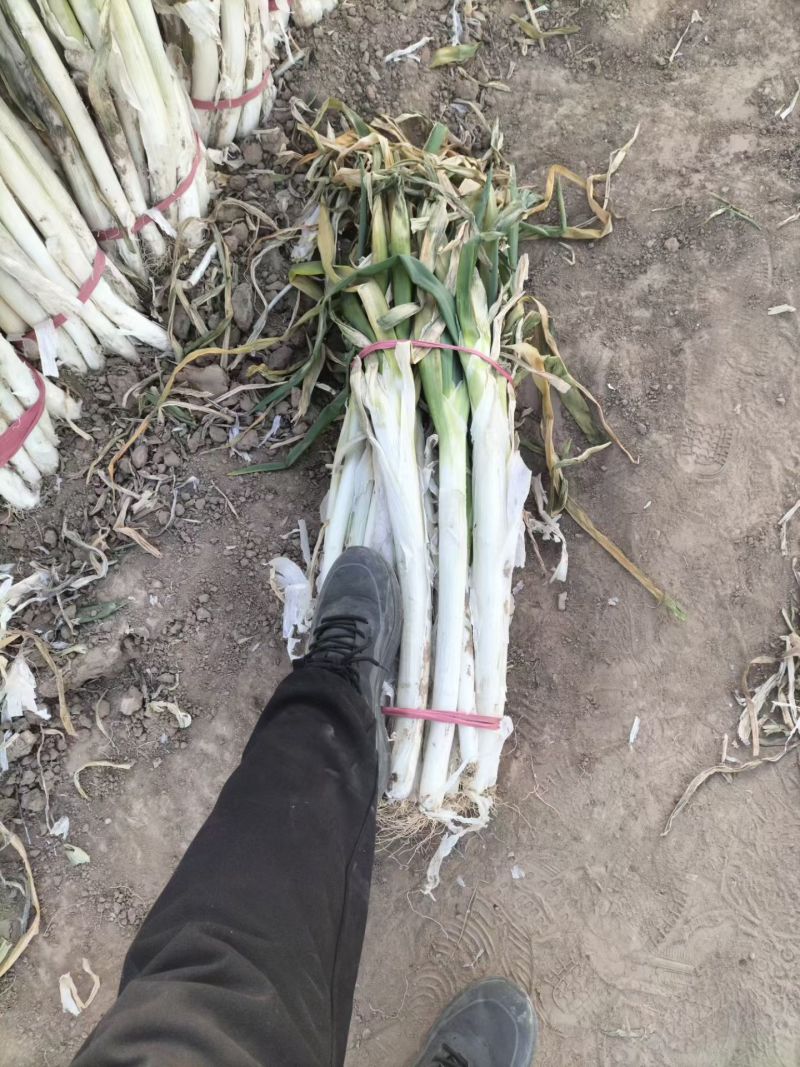 万荣长白大葱（净葱，毛葱）大量上市，欢迎新老客户前来订购
