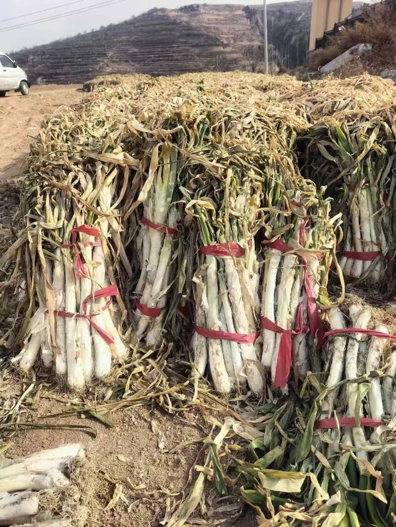 万荣长白大葱（净葱，毛葱）大量上市，欢迎新老客户前来订购