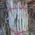 万荣长白大葱（净葱，毛葱）大量上市，欢迎新老客户前来订购