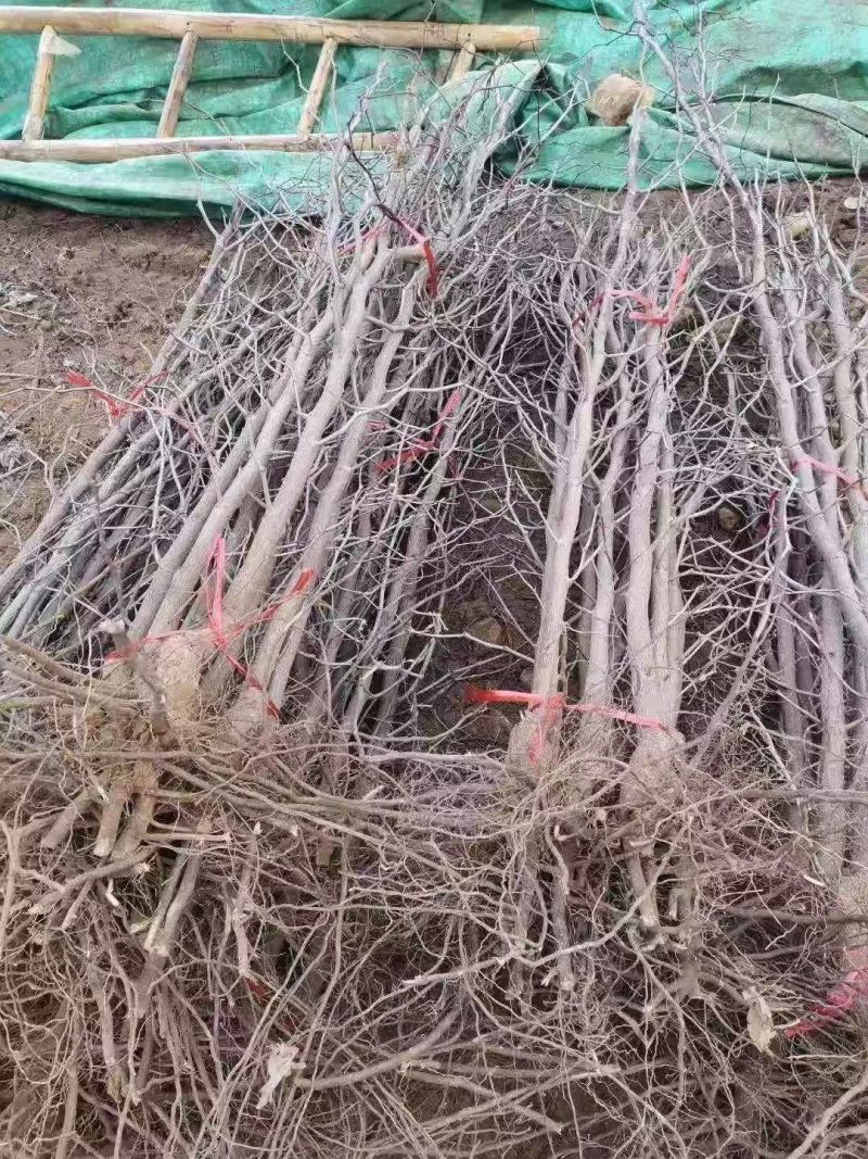 《良心老店》各种品种枣树苗提供技术指导死苗补发放心合作