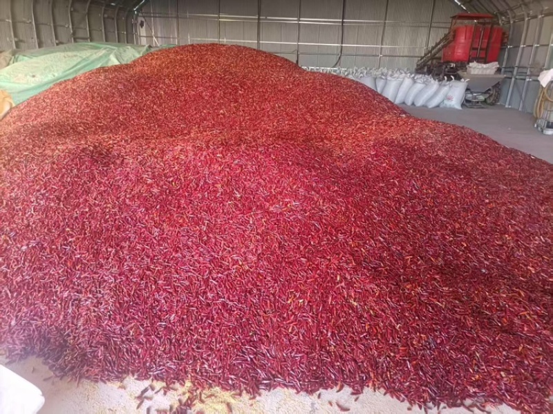 正宗纯内黄新一代农家干辣椒中辣特香干海椒火锅熬料辣椒