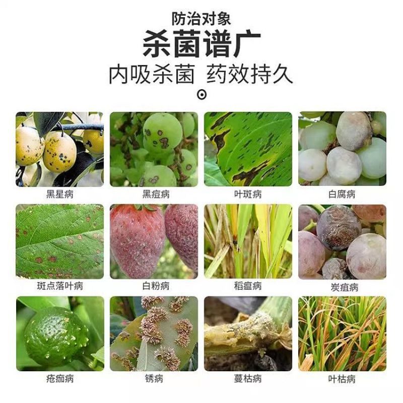 40%苯甲肟菌酯苯甲肟菌酯香蕉叶斑病炭疽病果树蔬菜农药杀