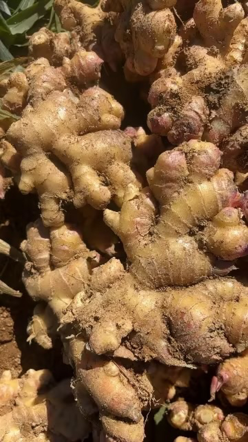 云南小黄姜产地直供可视频看货全国发货，欢迎咨询