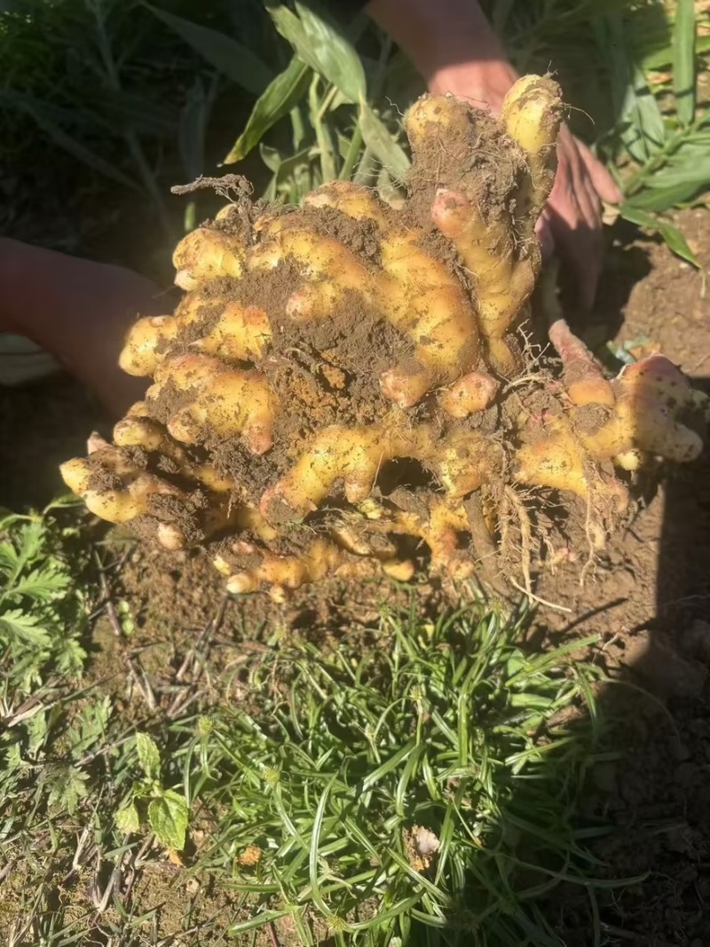 云南小黄姜产地直供可视频看货全国发货，欢迎咨询