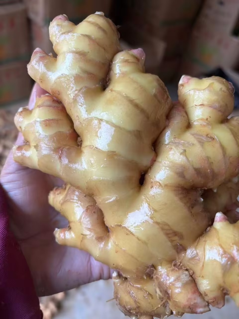 云南小黄姜产地直供可视频看货全国发货，欢迎咨询