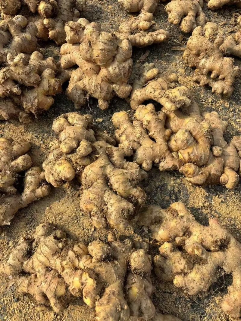 云南小黄姜产地直供可视频看货全国发货，欢迎咨询