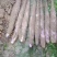小叶红皮白肉淮山药