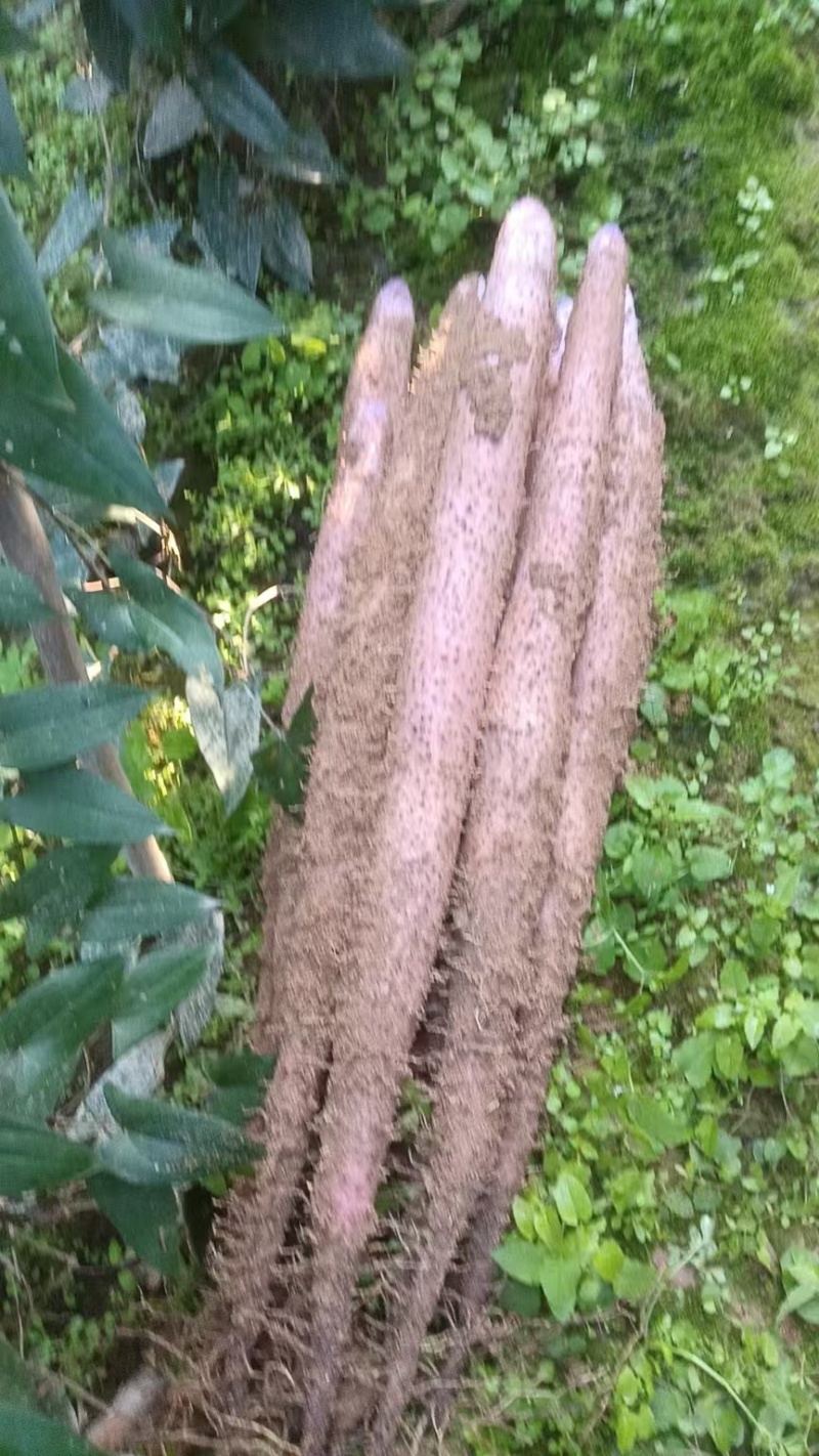 小叶红皮白肉淮山药