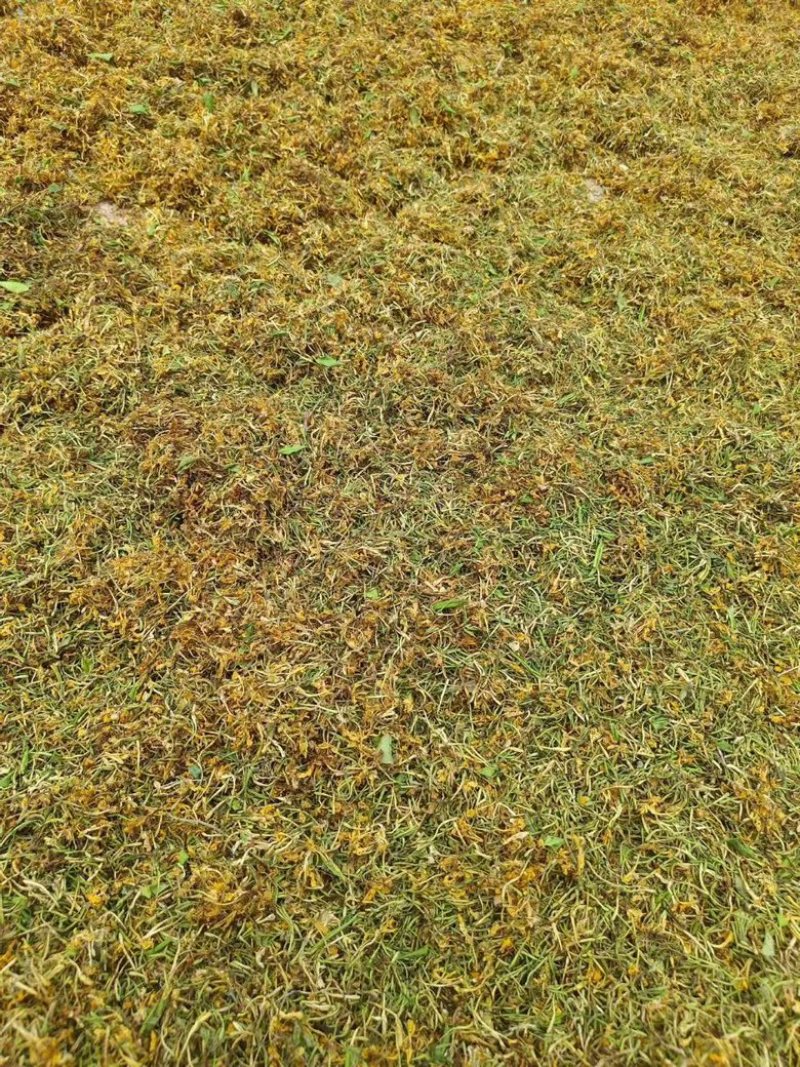 野生金银花大量有货保质保量，云南产地直发，量大从优