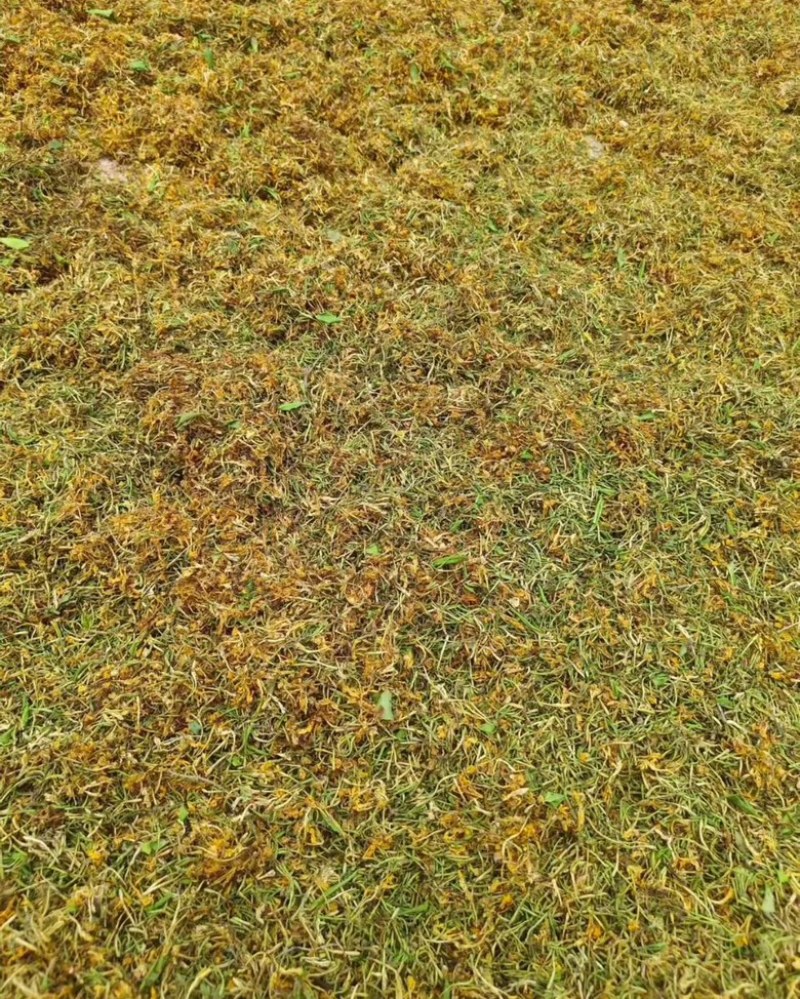 野生金银花大量有货保质保量，云南产地直发，量大从优
