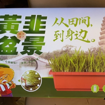 南宫特产黄韭盆景