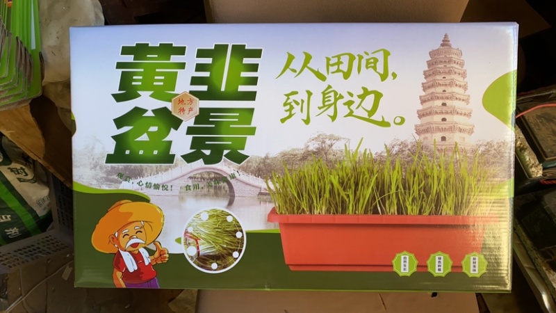 南宫特产黄韭盆景