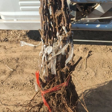 黑脆王葡萄苗基地直发品种保证