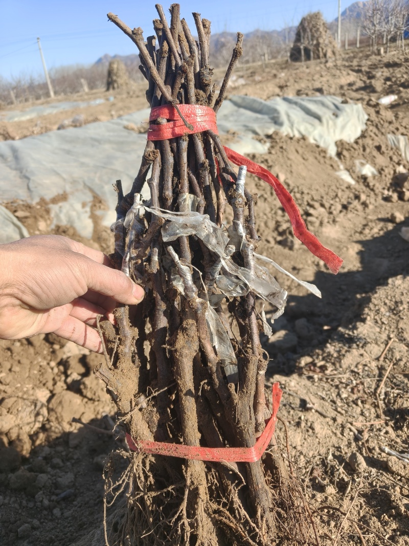 黑脆王葡萄苗基地直发品种保证