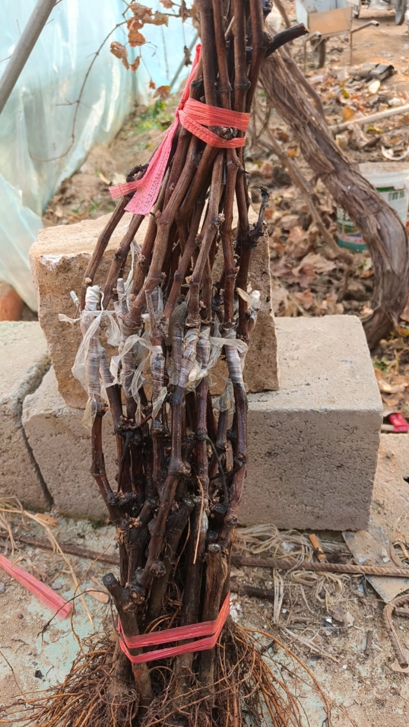 黑脆王葡萄苗基地直发品种保证