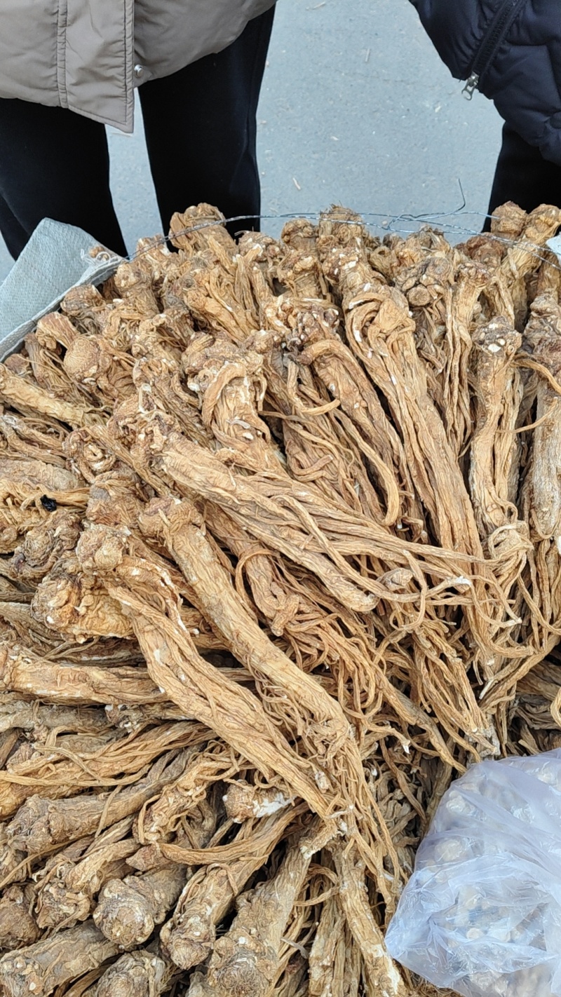 甘肃独活