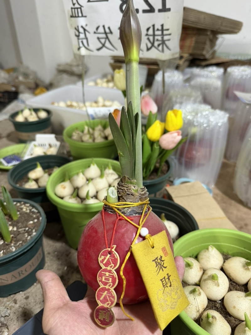 蜡球朱顶红规格齐全支持一件代发诚招电商可指导经营