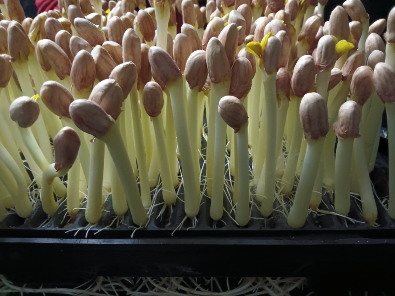 芽苗菜