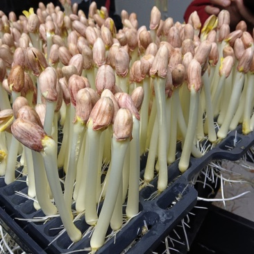 芽苗菜