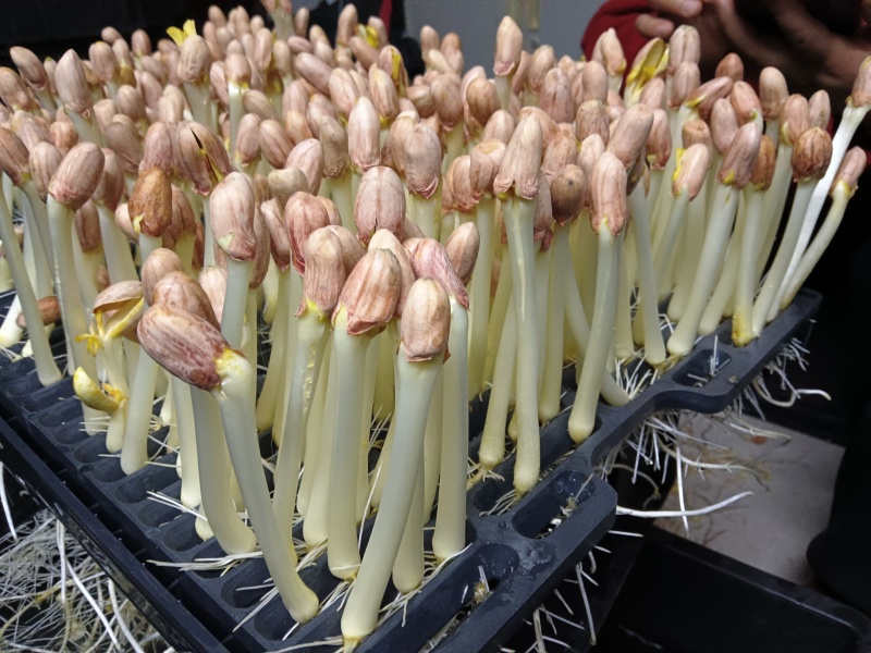 芽苗菜