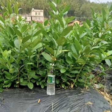 香水柠檬苗大量现货供应，成活率高，可视频看货，欢迎电联