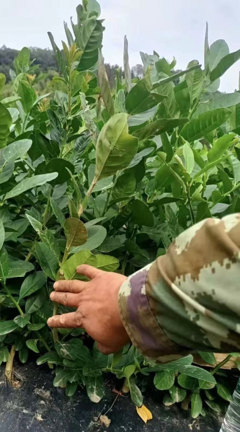 香水柠檬苗大量现货供应，成活率高，可视频看货，欢迎电联