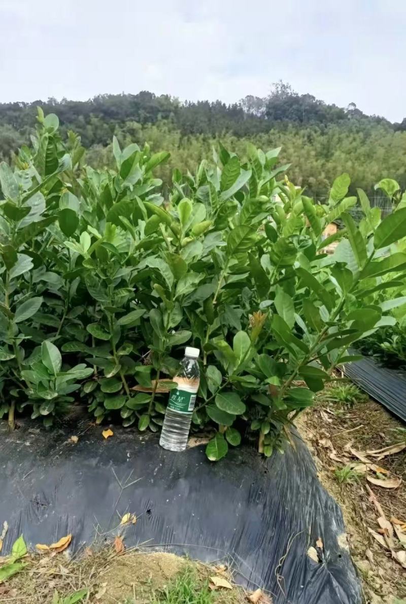 香水柠檬苗大量现货供应，成活率高，可视频看货，欢迎电联