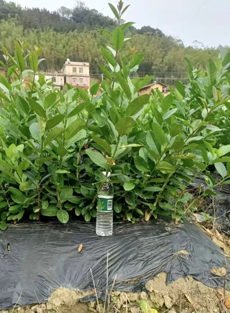 香水柠檬苗大量现货供应，成活率高，可视频看货，欢迎电联