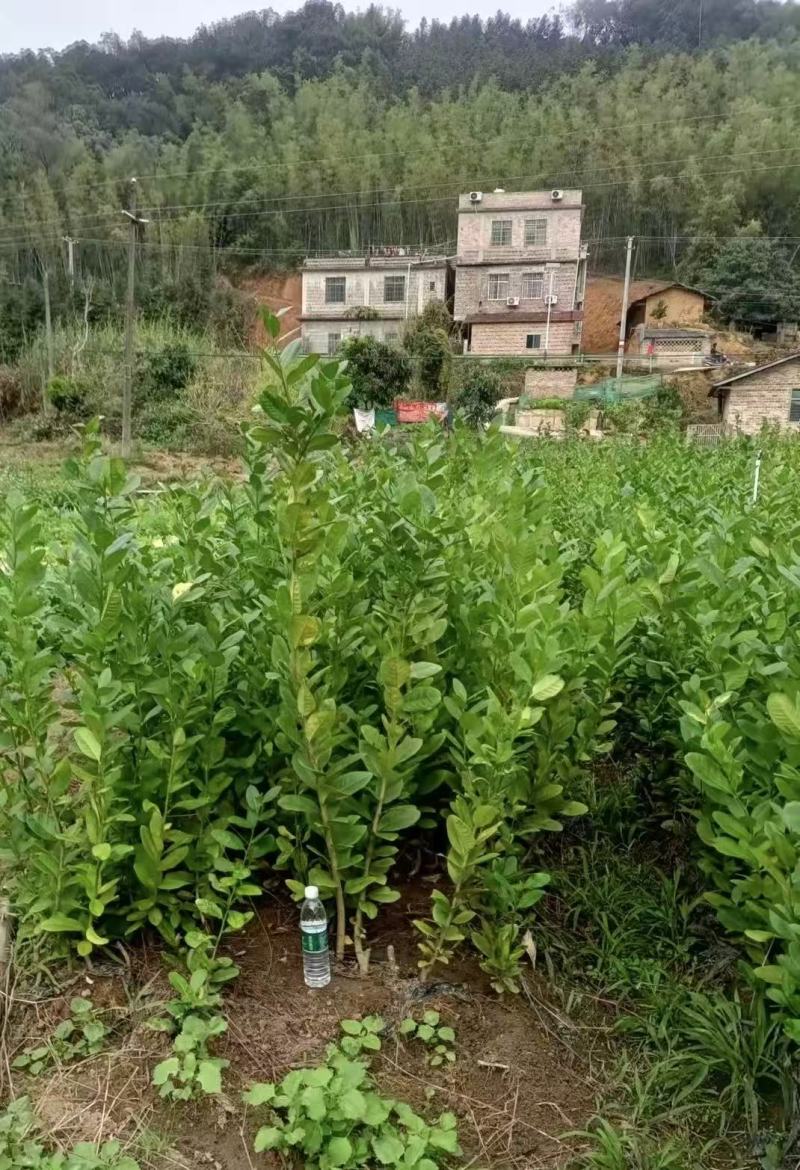 香水柠檬苗大量现货供应，成活率高，可视频看货，欢迎电联