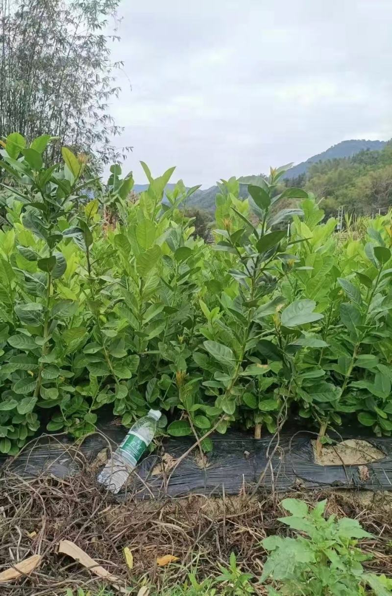香水柠檬苗大量现货供应，成活率高，可视频看货，欢迎电联