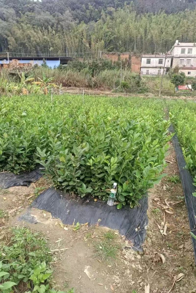 香水柠檬苗大量现货供应，成活率高，可视频看货，欢迎电联