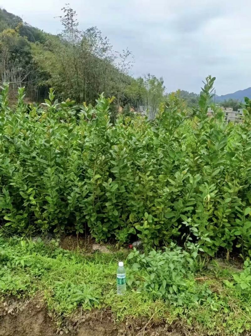 香水柠檬苗大量现货供应，成活率高，可视频看货，欢迎电联