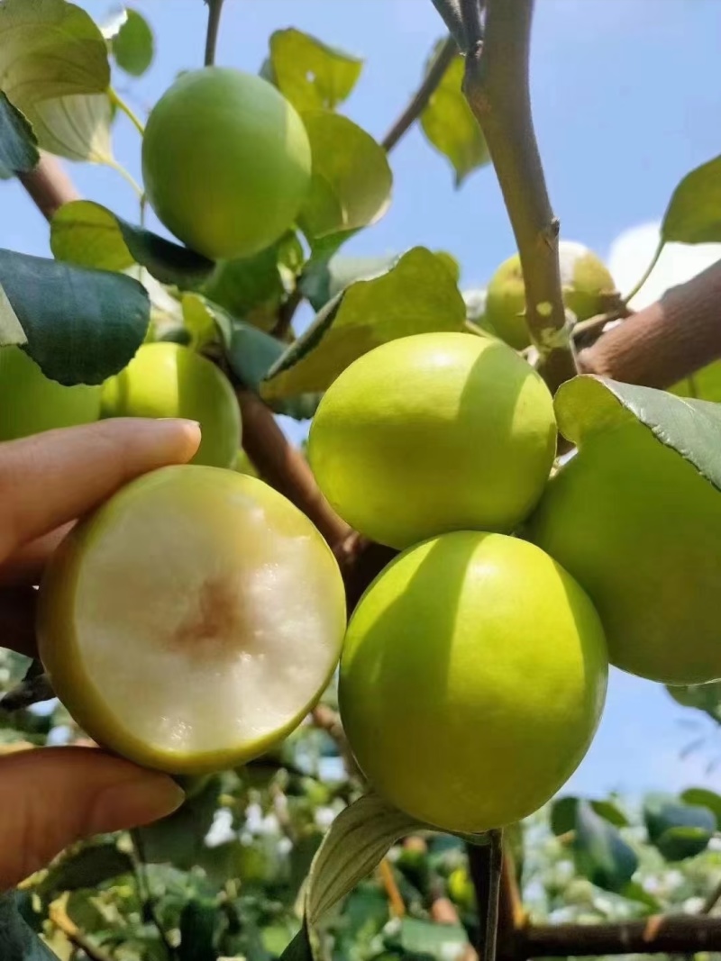 青枣熟了