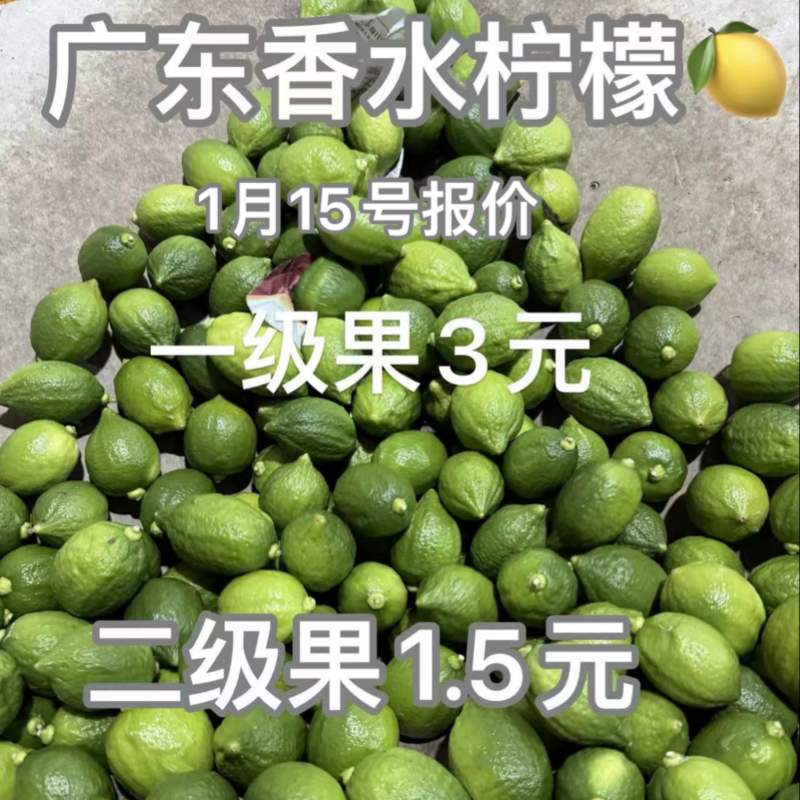 广东香水柠檬🍋产地直供，欢迎咨询合作