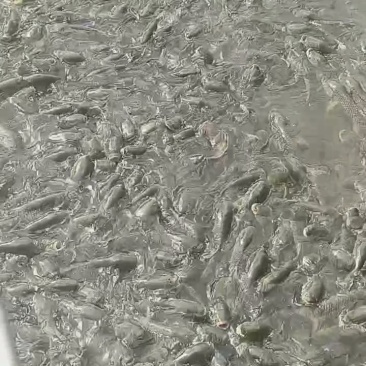 水库四大家鱼