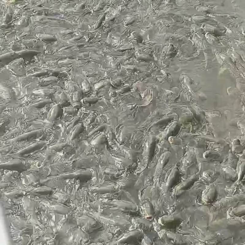 水库四大家鱼