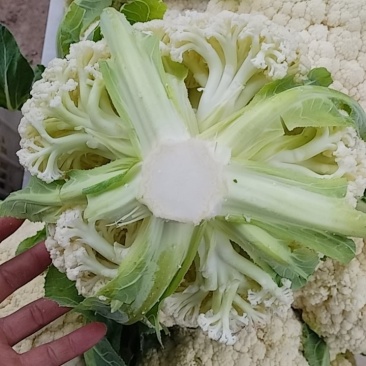 四川精品散花